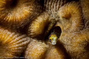 "Texture Blenny"
A Secretary Blenny with a texture fille... by Dusty Norman 